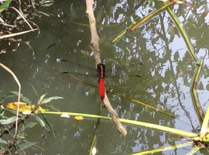 red n black dragonfly CR 2014