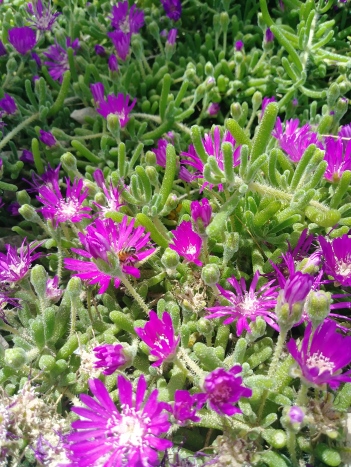 Ice Plant at the Springs Preserve, LV, NV.